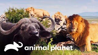 animalplanet.com.