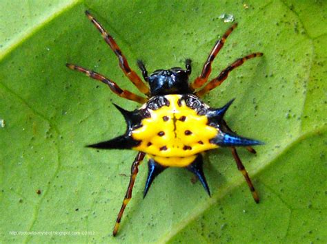 gasteracantha.