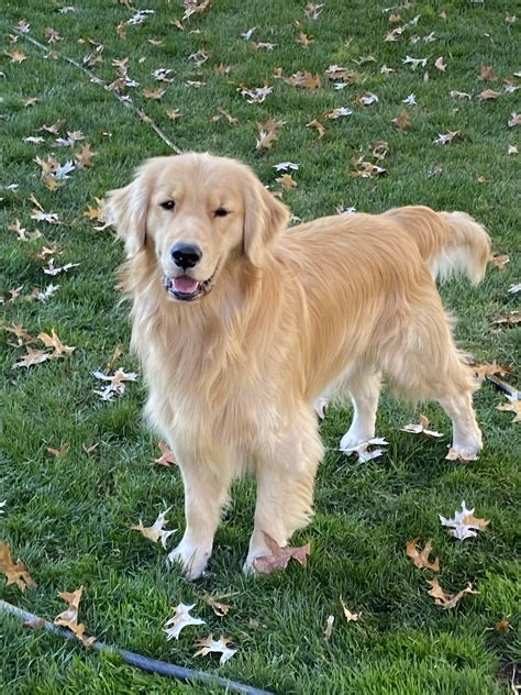 goldenretrieverforum.